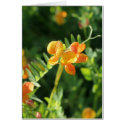 orange flower cards