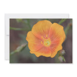 Orange Flower Invitations
