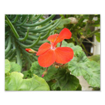 Orange Flower Photo