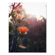 Orange Flower Photo