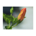 Orange Flower Postcard