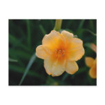 Orange Flower postcards