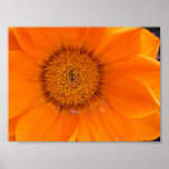 Orange Flower posters