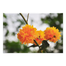 Orange flowers photo