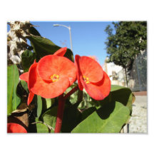 Orange Flowers Photo Print