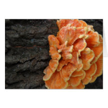 orange fungi cards