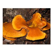 Orange Fungus Postcards