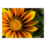 Orange Gazania | Orangefarbene Gazanie cards