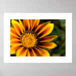 Orange Gazania | Orangefarbene Gazanie posters