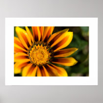 Orange Gazania | Orangefarbene Gazanie Print