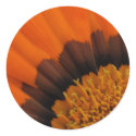 Orange  Gazania Stickers