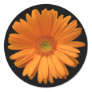 Orange Gerber Daisy Round Sticker