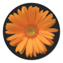 Orange gerber daisy stickers
