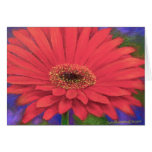 Orange Gerber Flower Painting Art - Multi cards