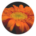 Orange Gerber Stickers