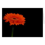 orange gerbera1 greeting card