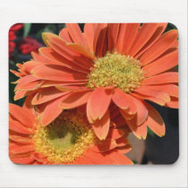 Orange Gerbera Daisies Mouse Pad