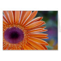 Orange Gerbera Daisy cards