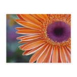 Orange Gerbera Daisy