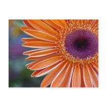 Orange Gerbera Daisy