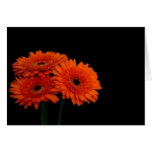 orange gerberas2 greeting card