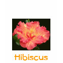 Orange Glow Hibiscus t-shirts