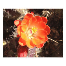 Orange Hedgehog Cactus Flower photo print