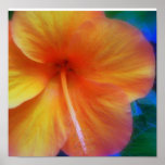 orange hibiscus posters