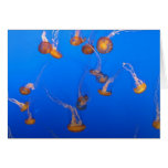 Orange Jellyfish Greeting/Note Card