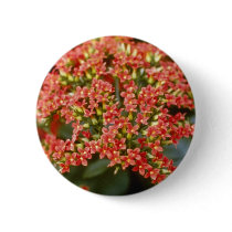 Orange Kalanchoe 'Anne-Marie' flowers Pins