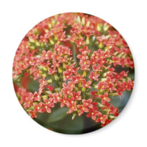 Orange Kalanchoe 'Anne-Marie' flowers Refrigerator Magnets