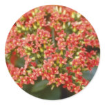 Orange Kalanchoe 'Anne-Marie' flowers Sticker
