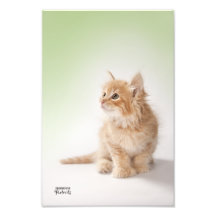 Orange Kitten Photo Art