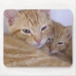 Orange Kittens mousepads