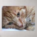 Orange Kitty posters