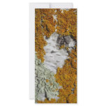 Orange lichen on a tree trunk rack cards