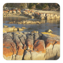 Orange Lichen on Rocks, Binalong Bay, Bay of