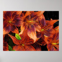 Orange Lilies
