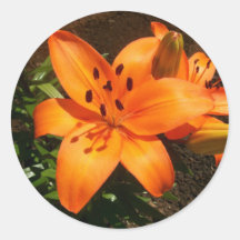 Orange Lilies Stickers