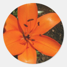 Orange Lilies Stickers