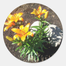 Orange Lilies Stickers