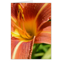 Orange Lily Card