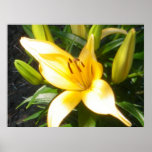 Orange Lily in Bloom Print