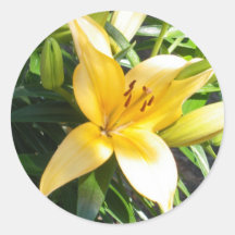Orange Lily In Bloom Sticker