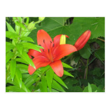 Orange Lily On Green Leaves Postcard