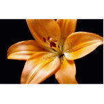 Orange lily photo sculptures