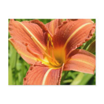 Orange Lily Post Card