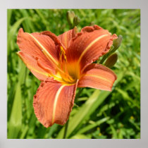 Orange Lily Print