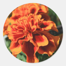 Orange Marigold Flowers Sticker