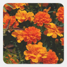 Orange Marigold Flowers  Stickers